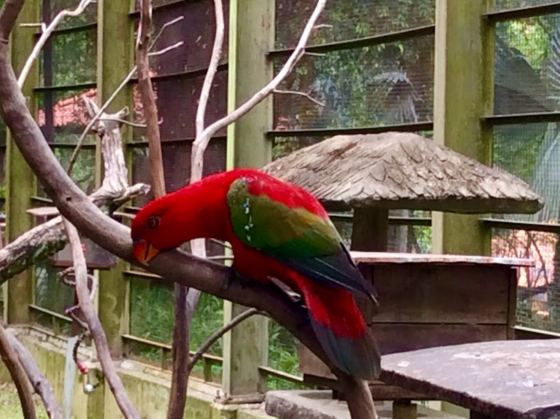 Kuala Lumpur Butterfly Park in Taman Sri Sinar