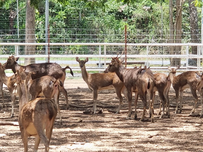 Ladang Burung Unta Perlis (Ostrich Farm) in Kangar