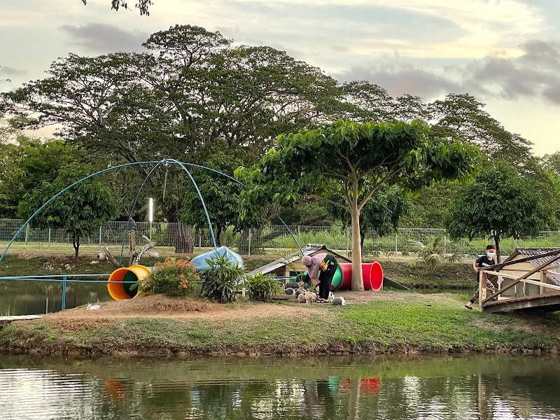 Ladang Burung Unta Perlis (Ostrich Farm) in Kangar