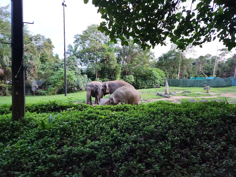 Night Safari in Ang Mo Kio