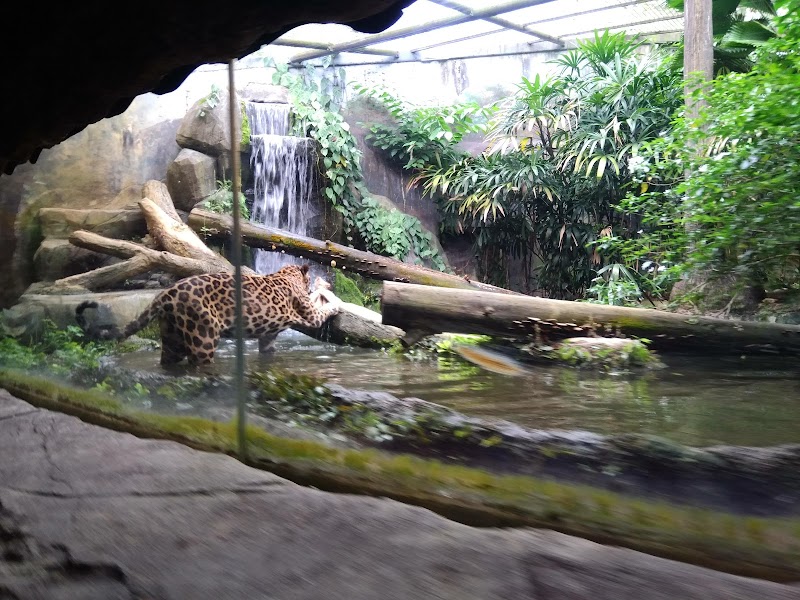 Night Safari in Jurong East