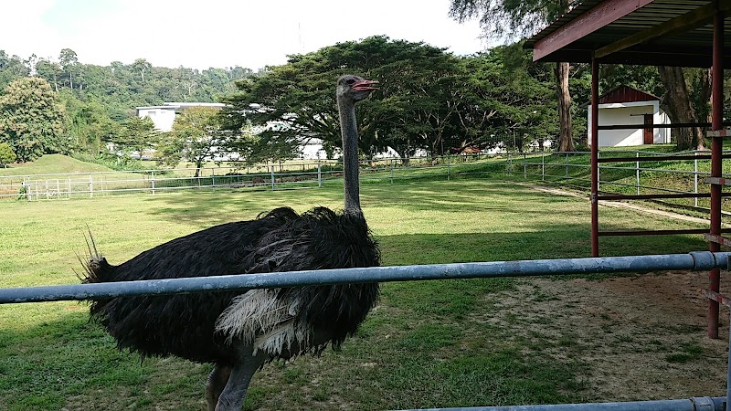 Taman Burung Unta in Alor Setar