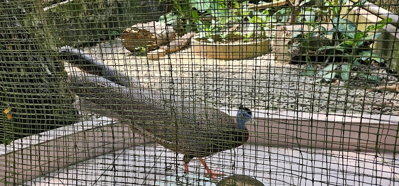 Zoo Negara Ape Centre in Wangsa Maju