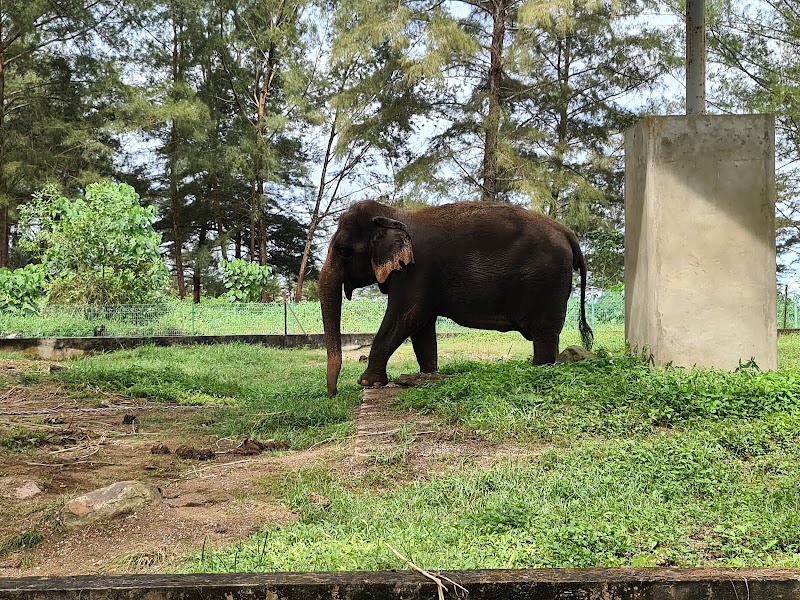 Jedah the elephant in Bandar Seri Begawan