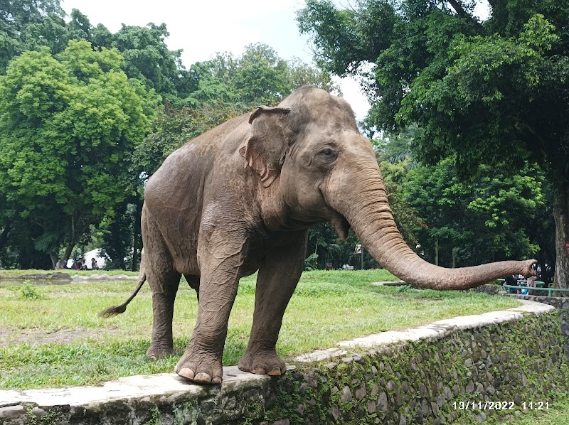 Ragunan Zoo in Jakarta