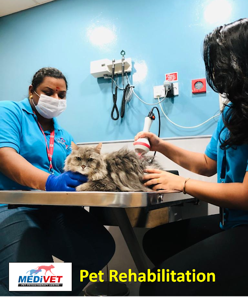 Animal Medical Center (AMC) in Kuala Lumpur