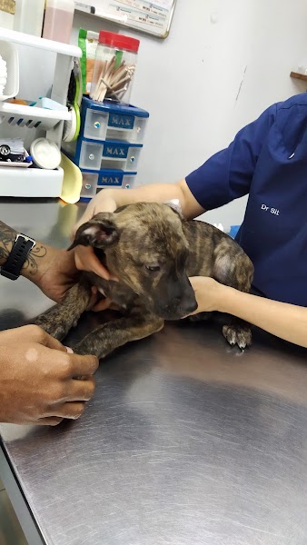 Animal Medical Center (AMC) in Kuala Lumpur