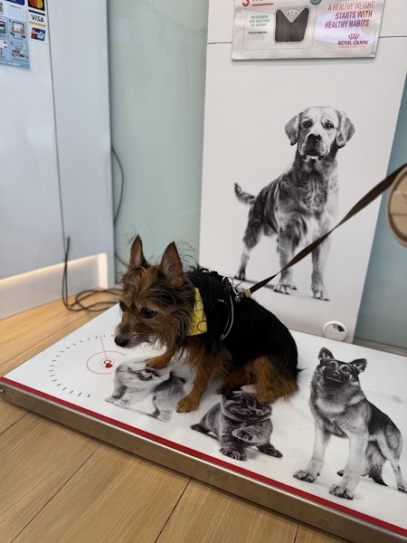 Apex Veterinary Clinic in Punggol