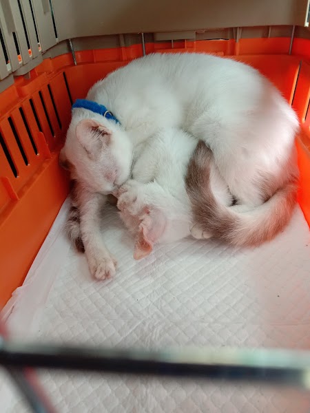 Klinik Veterinar Haiwanku in Kuala Terengganu