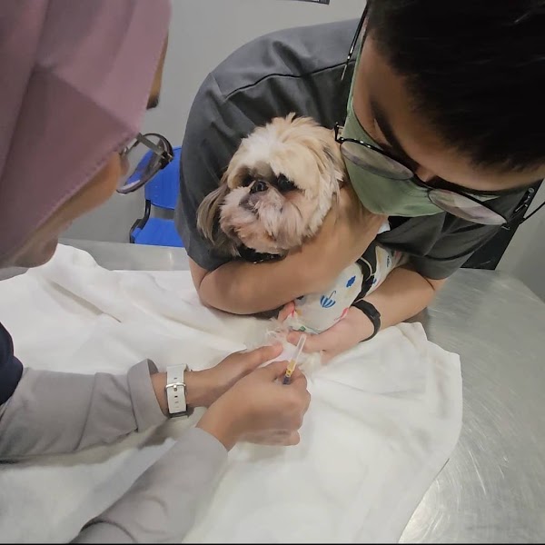 Olivet Veterinar (The Cat Vet) in Iskandar Puteri
