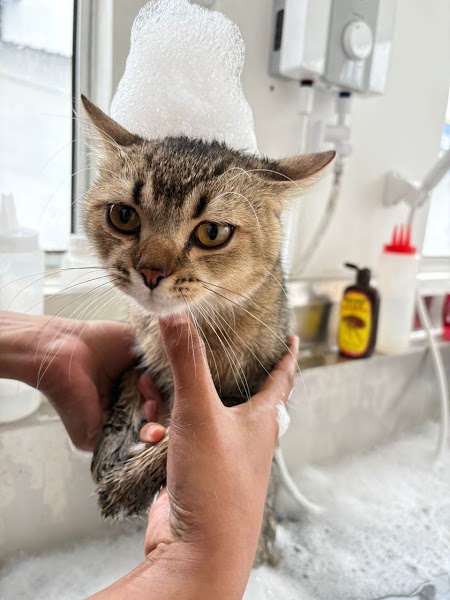 Totally Cat Veterinary Clinic in Johor
